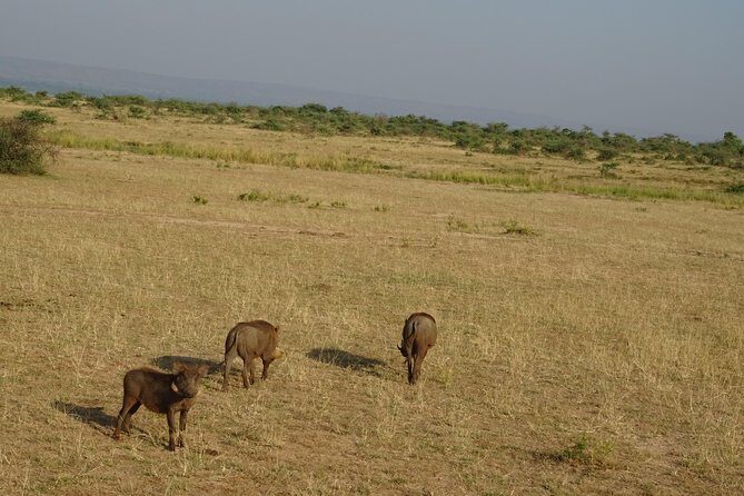 3 Days Murchison falls park Uganda - Game drives in Murchison: where your guide makes the difference