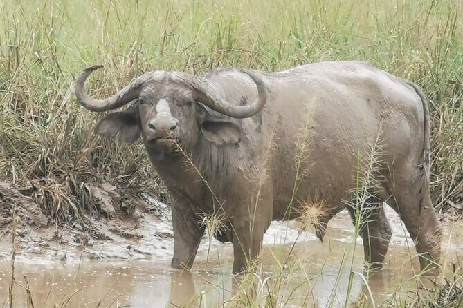 3 Days Murchison falls park Uganda - Top of the Falls: the quick stop that earns its place