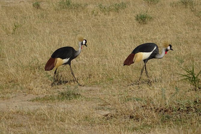 3 Days Murchison falls park Uganda - Price and value: what $800 buys you here