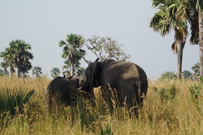 3 Days Murchison falls park Uganda - Small-group logistics: pickup, timing, and your day’s rhythm