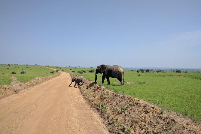 3 Days Murchison falls park Uganda - Ziwa Rhino Sanctuary tracking: start the trip with a rare chance