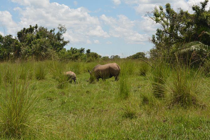 3-Days Murchison Falls Vacation Including Big 5 Sighting! - Day 2: North-bank game viewing, then the boat cruise to the base of the falls