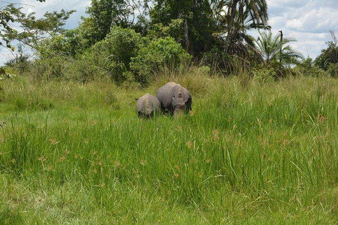 3-Days Murchison Falls Vacation Including Big 5 Sighting! - Day 1: Murchison Falls park entry, savannah wildlife, and a rhino stop en route