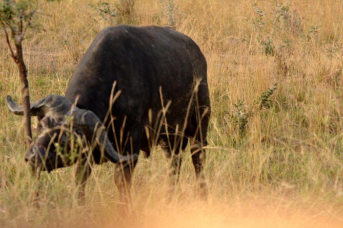 3 Days Murchison Falls Wildlife Safari - Key Things to Know Before You Go