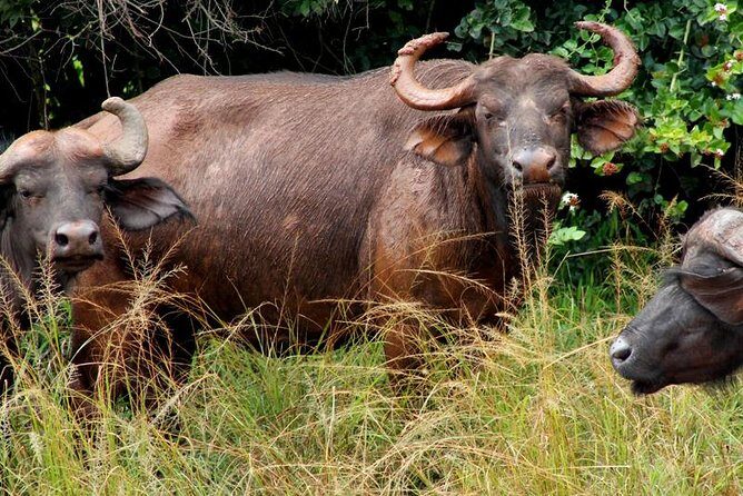 3 Days Murchison Falls Wildlife Safari - Early Morning Game Drive and Lake Albert Delta Scenery