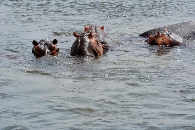 3 Days Murchison Falls Wildlife Safari - Afternoon Nile Boat Cruise: crocodiles, hippos, and more along the banks