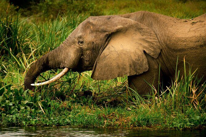 3 Days Private Tour in Murchison Falls National Park - Why This 3-Day Murchison Falls Safari Works (Even If You’re Short on Time)