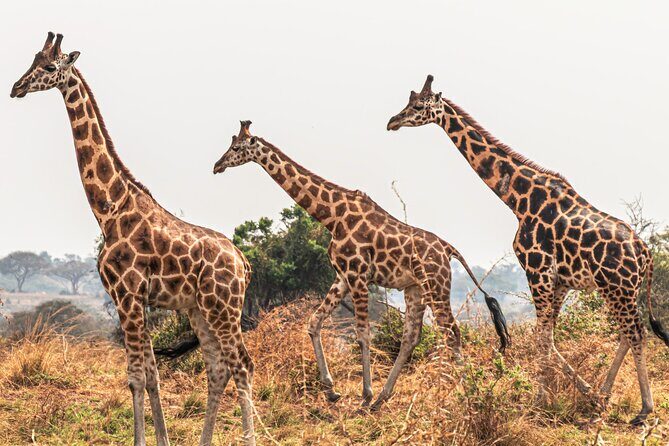 3 Days Private Tour in Murchison Falls National Park - Price and Value: What $820.58 Covers (and What You Might Add)