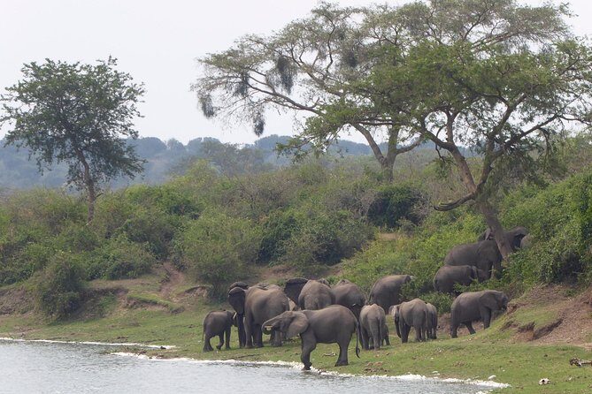 3 days Queen Elizabeth National Park Uganda Safari - Queen Elizabeth in 3 days: why this short safari works