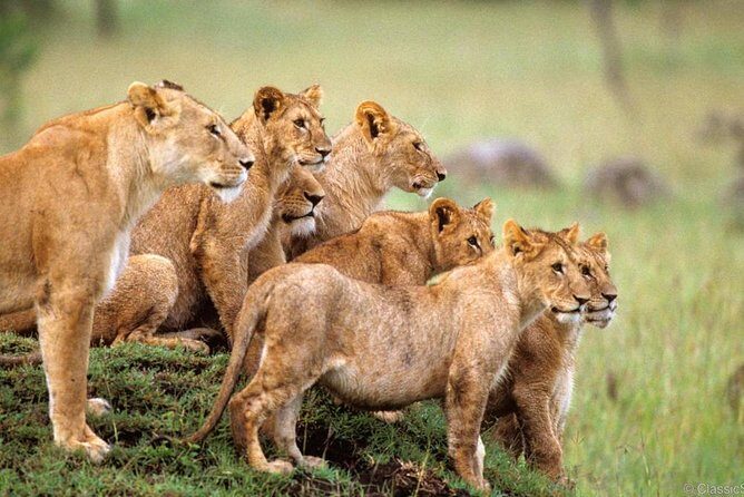 3-Days Safari to Murchison Falls National Park with Rhino Sanctuary hike - Key things that make this safari work