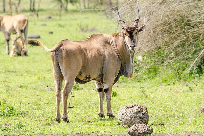 3-Days Safari to Murchison Falls National Park with Rhino Sanctuary hike - Ziwa Rhino Sanctuary: tracking rhinos with real conservation goals