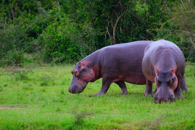 3-Days Safari to Murchison Falls National Park with Rhino Sanctuary hike - Murchison Falls Delta game drive and the Nile cruise finale