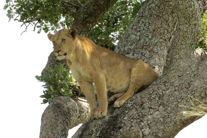 3-Days Safari to Murchison Falls National Park with Rhino Sanctuary hike - Budongo Forest chimp tracking: the one part that depends on permits