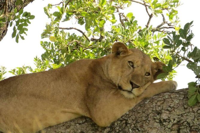 3-Days Safari to Murchison Falls National Park with Rhino Sanctuary hike - Price and what you’re getting for $1,282 per person