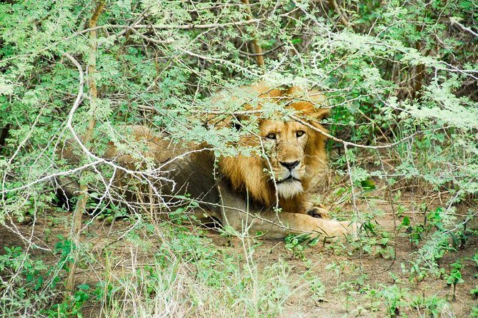 3 Days Trip To Murchison Falls - Kampala–Murchison Falls: The Drive You’ll Want to Plan For