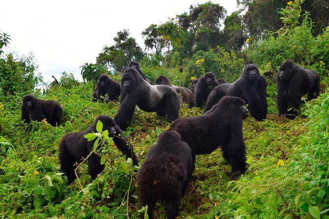 3 days Uganda Gorilla safari tour with relaxation on Lake Bunyonyi - A tight 3-day plan that starts in Entebbe