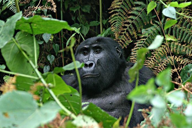 3 days Uganda Gorilla safari tour with relaxation on Lake Bunyonyi - Bwindi ranger briefing: your intro to the rainforest