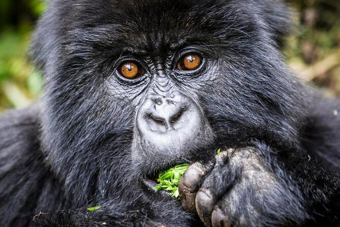 3 days Uganda Gorilla safari tour with relaxation on Lake Bunyonyi - Lake Bunyonyi after Bwindi: the recovery you actually want