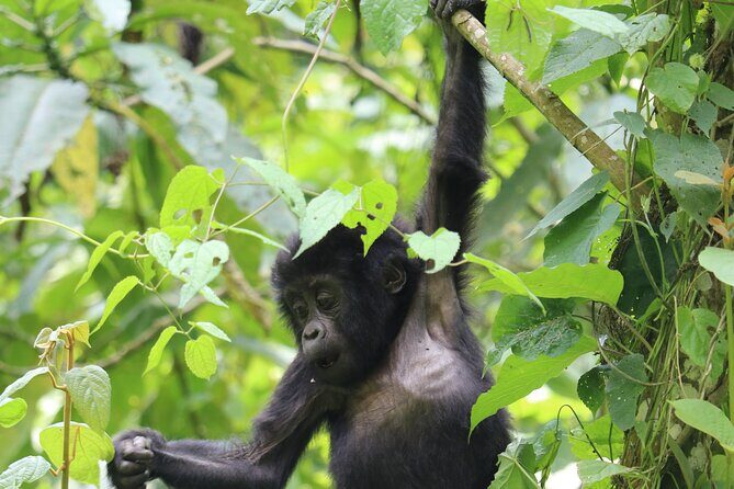3 Days Uganda Gorilla trek Safari Tour - Key highlights you should care about