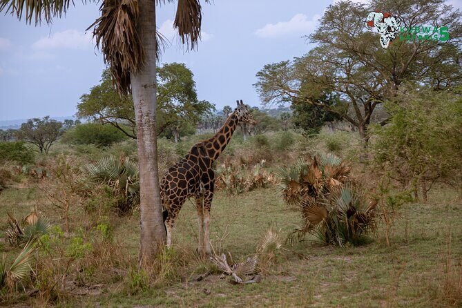 3 Days Wild Tour Queen Elizabeth National Park Safari Uganda - Entebbe to Kampala: the welcome that sets the tone