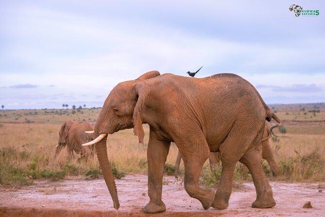 3 Days Wild Tour Queen Elizabeth National Park Safari Uganda - Queen Elizabeth day two: early start, real big-game chances