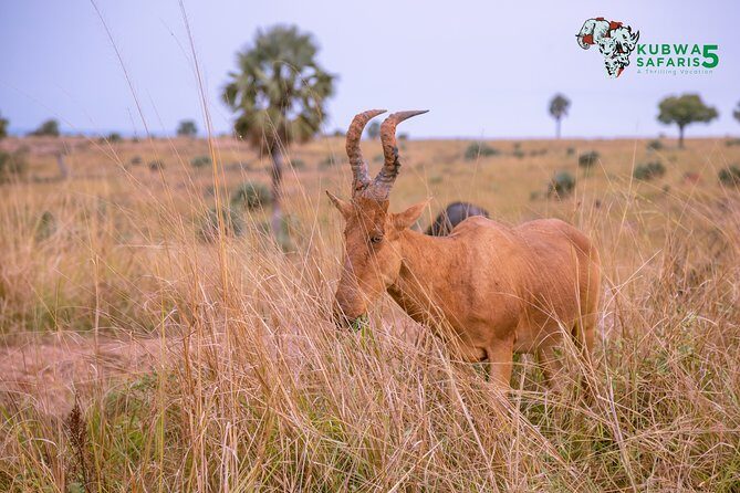 3 Days Wild Tour Queen Elizabeth National Park Safari Uganda - Kazinga Channel: buffalo and hippos up close