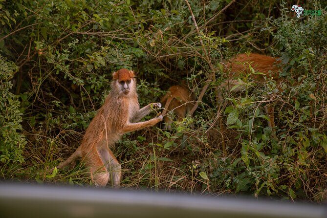 3 Days Wild Tour Queen Elizabeth National Park Safari Uganda - Green Equator at Kayabwe: a fun stop that doesn’t eat the day