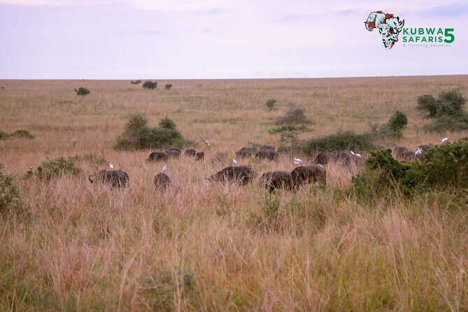 3 Days Wild Tour Queen Elizabeth National Park Safari Uganda - Staying comfortable: meals and lodging that keep you from thinking too much