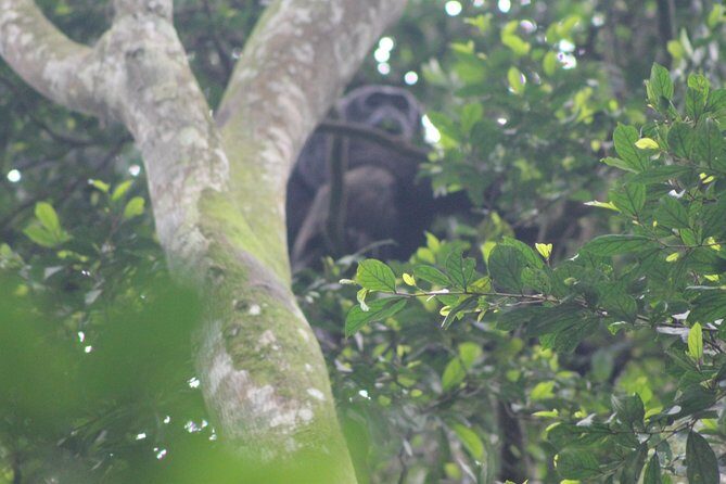 4 Day Gorilla Trekking & Golden Monkeys - Entebbe pickup and transfers: the part you’ll thank yourself for