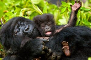 4 Day Gorilla Trekking & Golden Monkeys - Day 1 drive into Bwindi’s Rushaga Sector (and settling in)