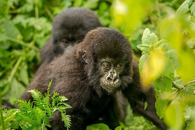 4 Day Gorilla Trekking & Golden Monkeys - Day 3 golden monkeys at Mgahinga: formalities, briefing, and a different primate day