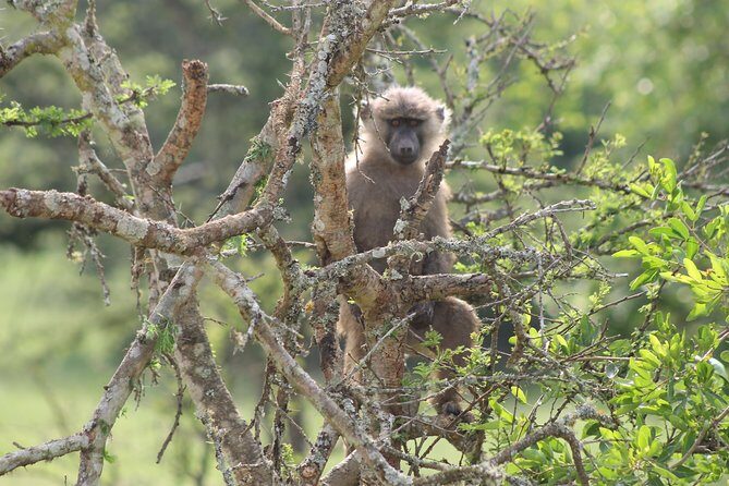 4 Day Gorilla Trekking & Golden Monkeys - Day 4 back to Entebbe, plus an Equator stop