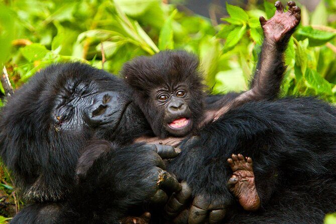 4 Day Gorilla Trekking & Golden Monkeys - Day 1 drive into Bwindi’s Rushaga Sector (and settling in)