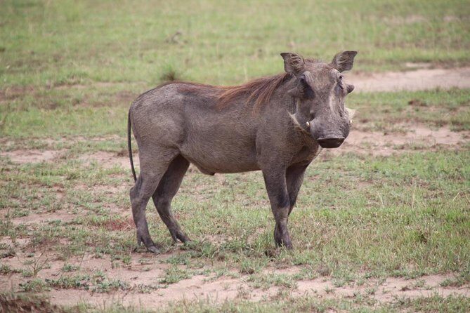 4-Day Gorillas, Wildlife and Chimpanzee Trek at Kalinzu Forest - Key things I’d bet on before you book