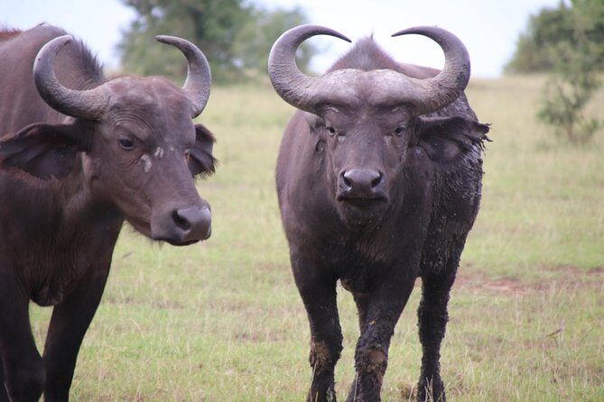 4-Day Gorillas, Wildlife and Chimpanzee Trek at Kalinzu Forest - From Entebbe to Bwindi: the long drive that sets the tone