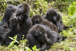 4-Day Gorillas, Wildlife and Chimpanzee Trek at Kalinzu Forest - Entering Bwindi for gorillas: what the trek really depends on