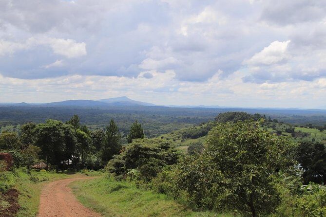 4-Day Gorillas, Wildlife and Chimpanzee Trek at Kalinzu Forest - Kalinzu chimp trekking: forest time with real monkey odds