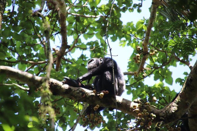 4-Day Gorillas, Wildlife and Chimpanzee Trek at Kalinzu Forest - Eco-minded touring: why Bamboo Ecotours feels different