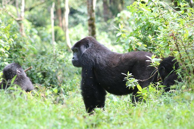 4 Day Gorillas, Wildlife and Chimpanzee Trek at Kibale - The Fort Portal crater-lakes break: driving with scenery, not boredom