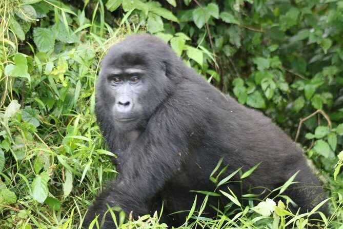 4 Day Gorillas, Wildlife and Chimpanzee Trek at Kibale - Value and price: why $2,551.24 can still feel fair