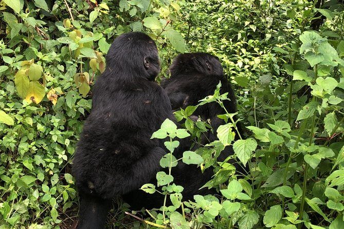 4 Day Gorillas, Wildlife and Chimpanzee Trek at Kibale - Meals, pace, and comfort: the parts you feel every day