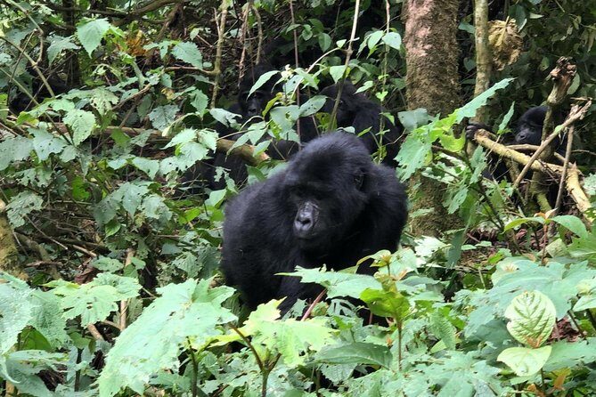 4 Day Gorillas, Wildlife and Chimpanzee Trek at Kibale - Kibale National Park chimp trekking: the forest-walk reality