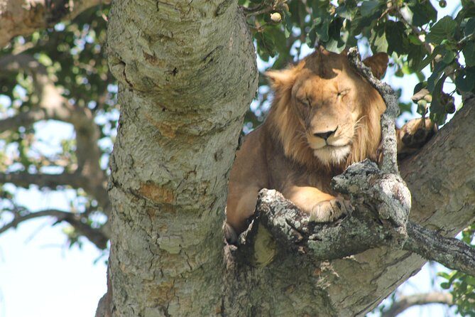 4-Day Uganda Gorilla Trekking and Wildlife Safari - Day-by-Day Review: What This 4-Day Uganda Safari Feels Like