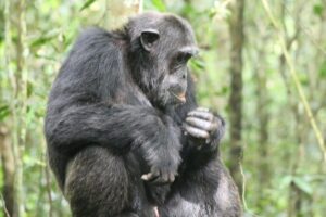 4-Day Uganda Gorilla Trekking and Wildlife Safari - What You’re Really Paying For: The Value of $2,450
