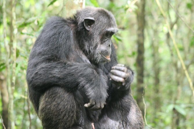 4-Day Uganda Gorilla Trekking and Wildlife Safari - What You’re Really Paying For: The Value of $2,450