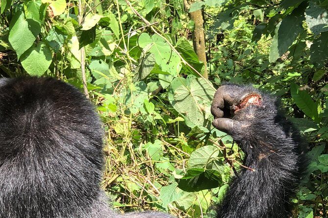 4 Day Uganda Gorilla Trekking Safari with Lake Bunyonyi - Day 2: the gate briefing and the trek depends on where the gorillas are