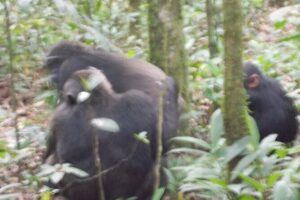 4 Days Gorilla and Chimps trek safari - Day 2: Gorilla trekking—rules briefing, 1–8 hour hunts, and one hour up close