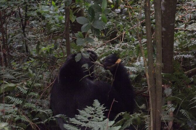 4 Days Gorilla and Chimps trek safari - Guides and safety: why this trip stands or falls on your team