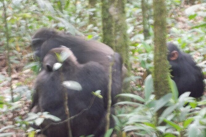 4 Days Gorilla and Chimps trek safari - Day 2: Gorilla trekking—rules briefing, 1–8 hour hunts, and one hour up close
