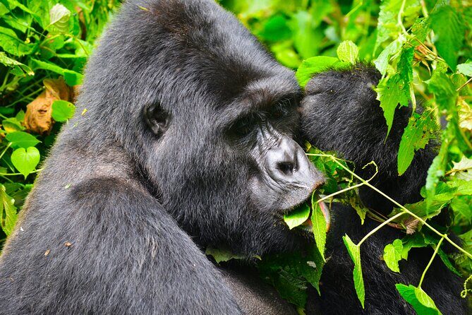 4 Days Gorilla tracking Tour in Uganda - Gorilla tracking in Bwindi: what the ranger-guided walk feels like